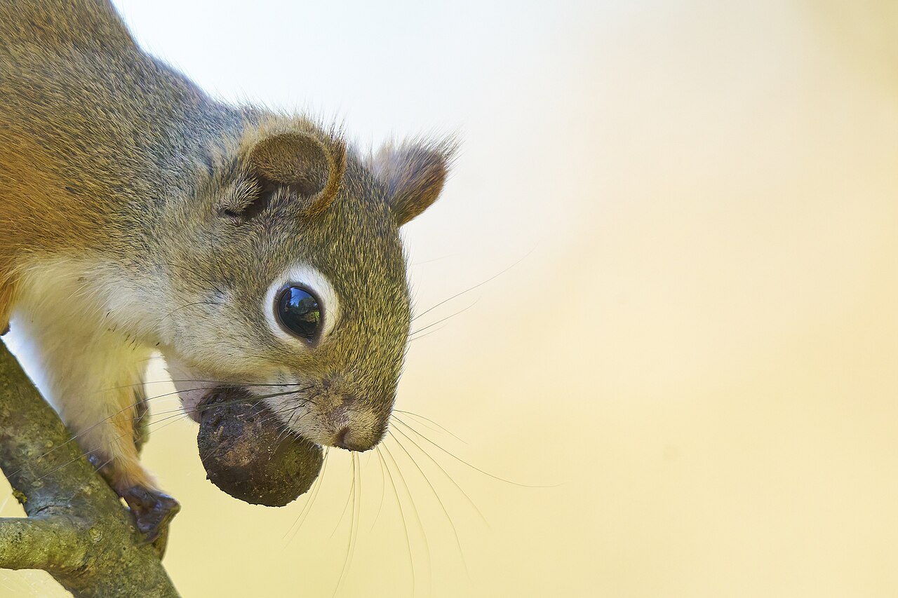 \includegraphics[width=0.35\textwidth ]{american_red_squirrel_matthei.jpg}